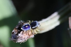 Maratus hesperus