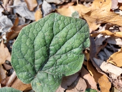 Roldana sundbergii