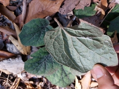 Roldana sundbergii