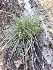 Tillandsia parryi