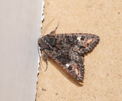 Neumichtis spumigera