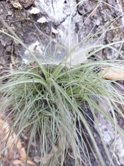 Tillandsia parryi
