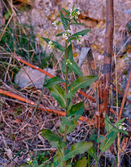 Pseudoturritis turrita