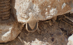 Chlorochroa osborni