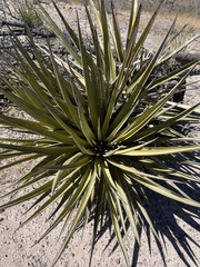 Yucca faxoniana