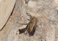 Chlorochroa osborni