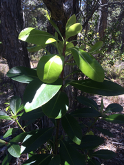 Myrsine lessertiana