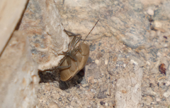 Chlorochroa osborni