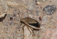 Chlorochroa osborni