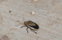 Chlorochroa osborni