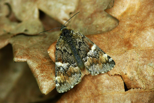 Orange Underwing