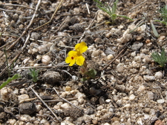 Erythranthe carsonensis