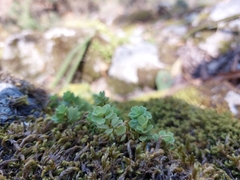 Sedum rhodocarpum