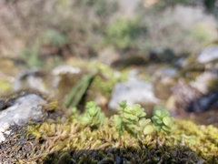Sedum rhodocarpum