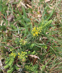 Thymelaea coridifolia