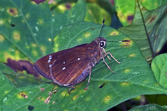 Pelopidas assamensis