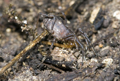 Triaenonychidae