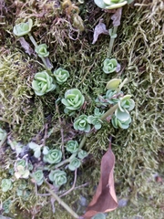 Sedum rhodocarpum