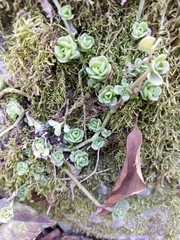 Sedum rhodocarpum