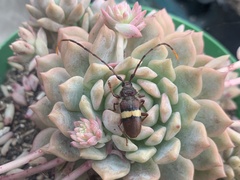 Deretrachys juvencus