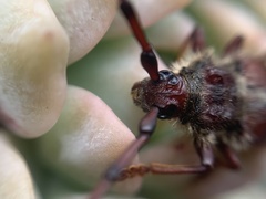 Deretrachys juvencus