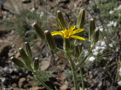 Crepis intermedia