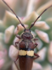 Deretrachys juvencus