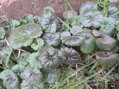 Glechoma hederacea