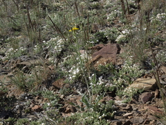Crepis intermedia