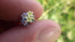 Myosotis discolor discolor