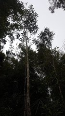 Pseudopanax crassifolius