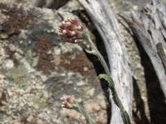 Antennaria rosea rosea