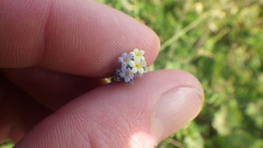 Myosotis discolor discolor
