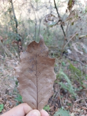 Quercus runcinatifolia