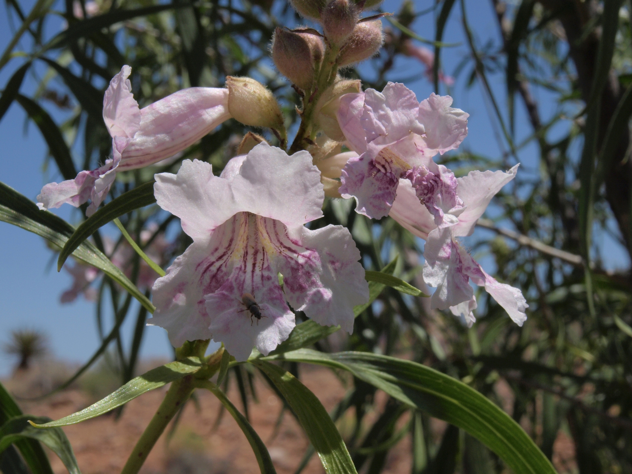 Chilopsis linearis ssp. arcuata