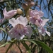 Desert Willow - Photo (c) Jim Morefield, some rights reserved (CC BY), uploaded by Jim Morefield