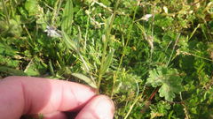 Myosotis discolor discolor