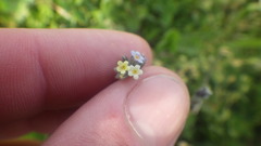 Myosotis discolor discolor