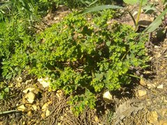 Euphorbia peplus peplus