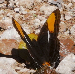 Adelpha donysa