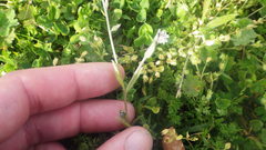 Myosotis discolor discolor
