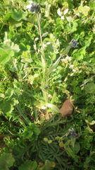 Myosotis discolor discolor