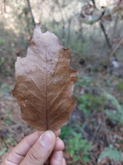 Quercus runcinatifolia