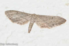 Idaea longaria