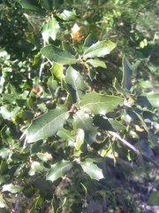 Quercus coccifera coccifera