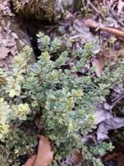 Peperomia berlandieri