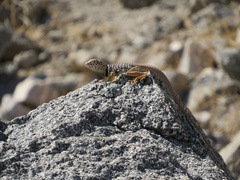 Crotaphytus vestigium