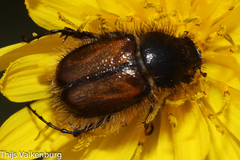Chasmatopterus