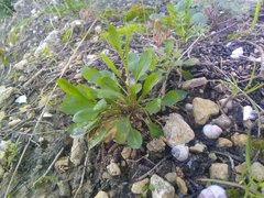 Lepidium graminifolium
