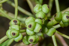 Oreopanax sanderianus